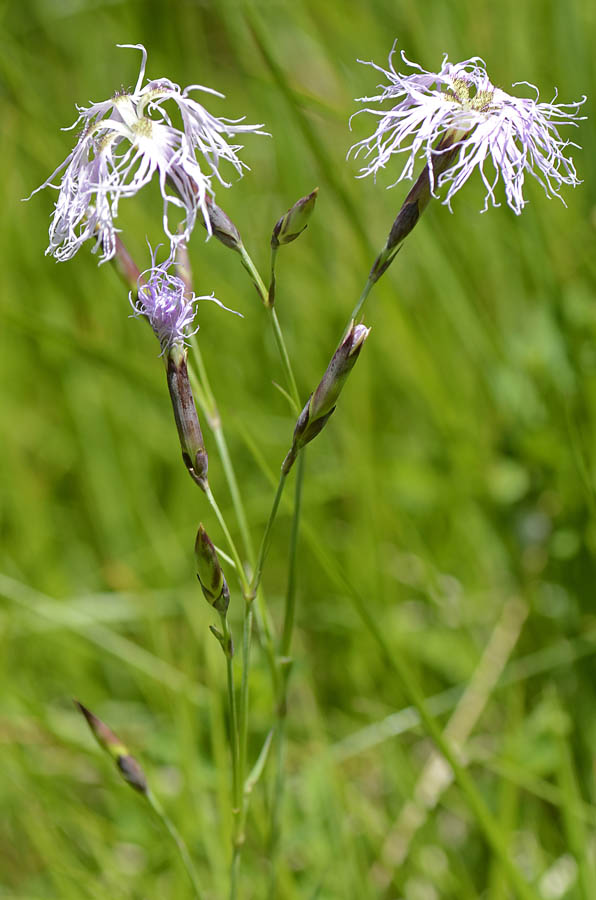 Dianthus superbus / Garofano superbo